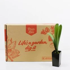 Shrubs Clivia Miniata Belgium Hybrid