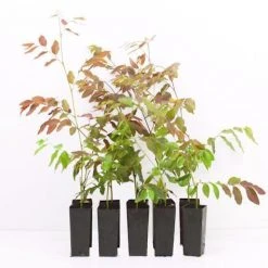 Shrubs Breynia Cernua Ironstone Range