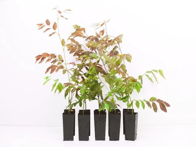 Shrubs Breynia Cernua Ironstone Range 3 Shrubs Breynia Cernua Ironstone Range