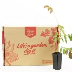 Shrubs Breynia Cernua Ironstone Range 7 Shrubs Breynia Cernua Ironstone Range