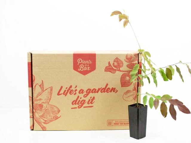 Shrubs Breynia Cernua Ironstone Range 5 Shrubs Breynia Cernua Ironstone Range