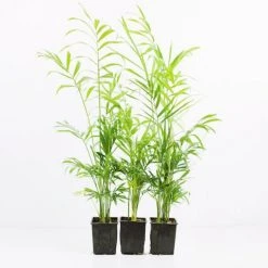 Indoor Garden Chamaedorea Elegans Parlor Palm