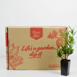 Shrubs Ixora Dwarf Yellow 7 Shrubs Ixora Dwarf Yellow