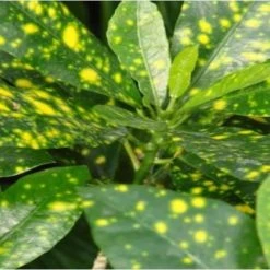 Shrubs Croton Speckled 'Gold Dust'
