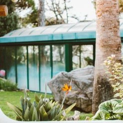 Shrubs Strelitzia Reginae - Bird Of Paradise 85mm