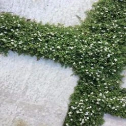 Shrubs Pratia Pedunculata 14 Shrubs Pratia Pedunculata