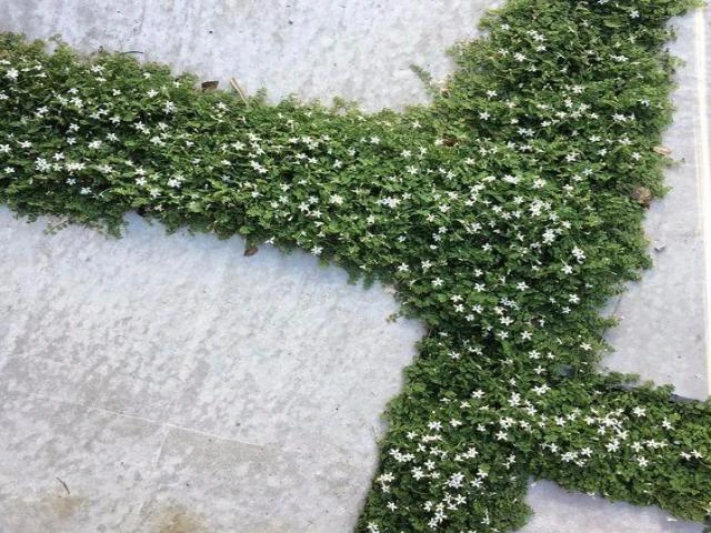 Shrubs Pratia Pedunculata 7 Shrubs Pratia Pedunculata