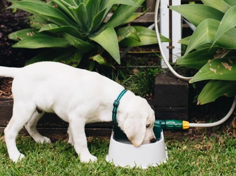 Hoselink Auto-fill Pet Bowl + 5m Hose & Tap Connector Hoses & Sprinklers 3 Hoselink Auto-fill Pet Bowl + 5m Hose & Tap Connector Hoses & Sprinklers