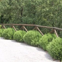 Hedge Shrubs Rosemary Tuscan Blue 11 Hedge Shrubs Rosemary Tuscan Blue