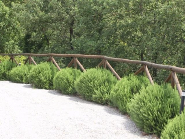 Hedge Shrubs Rosemary Tuscan Blue 6 Hedge Shrubs Rosemary Tuscan Blue