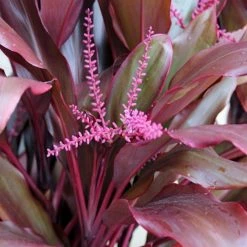 Shrubs Full Sun Cordyline Rubra