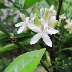 Shrubs Rhinacanthus Nasutus 'Snake Jasmine'