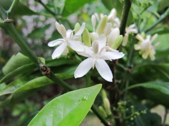 Shrubs Rhinacanthus Nasutus 'Snake Jasmine' 4 Shrubs Rhinacanthus Nasutus 'Snake Jasmine'
