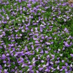 Shrubs Scaevola Albida Mauve Clusters Full Sun