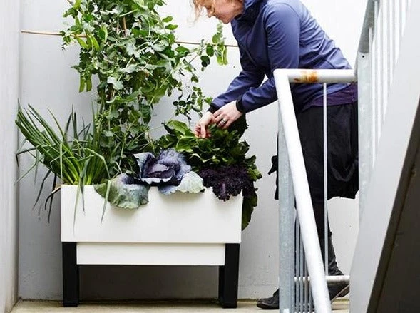 GLOWPEAR PTY LTD Urban Garden Outdoor Living 5 GLOWPEAR PTY LTD Urban Garden Outdoor Living