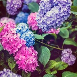 Shrubs Hydrangea Macrophylla