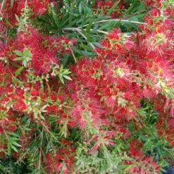 Ozbreed Shrubs Callistemon Viminalis Slim ‘CV01’ Native Hedge