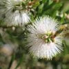 Ozbreed Callistemon Snow Burst ‘CNU07’ PBR Shrubs 1 Ozbreed Callistemon Snow Burst ‘CNU07’ PBR Shrubs