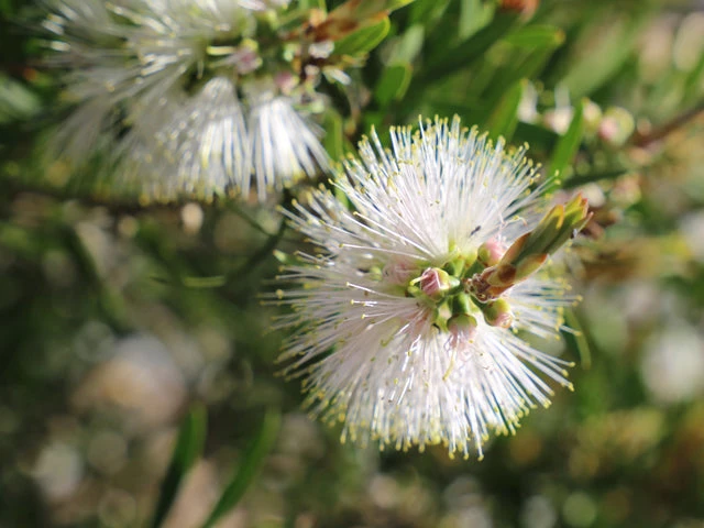 Ozbreed Callistemon Snow Burst ‘CNU07’ PBR Shrubs 3 Ozbreed Callistemon Snow Burst ‘CNU07’ PBR Shrubs
