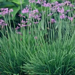 Shrubs Border Plants Tulbaghia Violacea