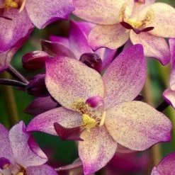 Indoor Garden Full Sun Spathoglottis Far Out Freckles 12 Indoor Garden Full Sun Spathoglottis Far Out Freckles