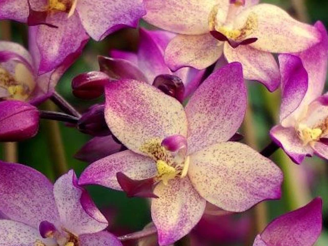 Indoor Garden Full Sun Spathoglottis Far Out Freckles 7 Indoor Garden Full Sun Spathoglottis Far Out Freckles