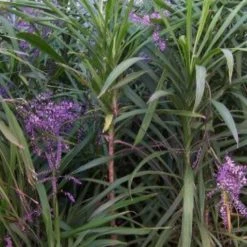 Shrubs Cordyline Stricta Full Sun