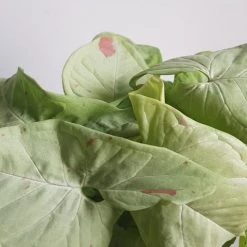 Pot + Plant Gift Box Syngonium Confetti ???? - Pot + Plant + Soil Syngoniums