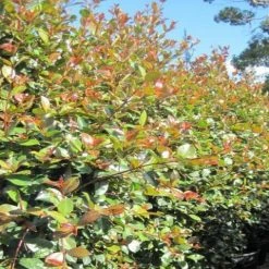 Hedge Syzygium Elegance Lilly Pilly