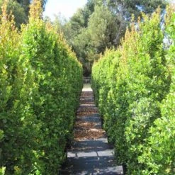 Hedge Shrubs Syzygium "orange Twist"