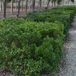 Hedge Shrubs Syzygium Australe 'Bush Christmas'