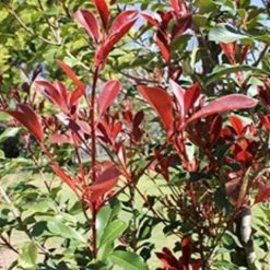 Ozbreed Thin Red™ Photinia X Fraseri ‘NP01’ PBR
