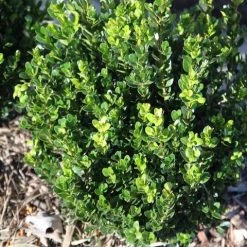Hedge Buxus Microphylla 'Faulkner'