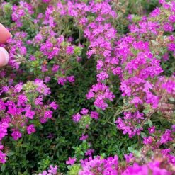 Shrubs Full Sun Creeping Thyme -Thymus Praecox