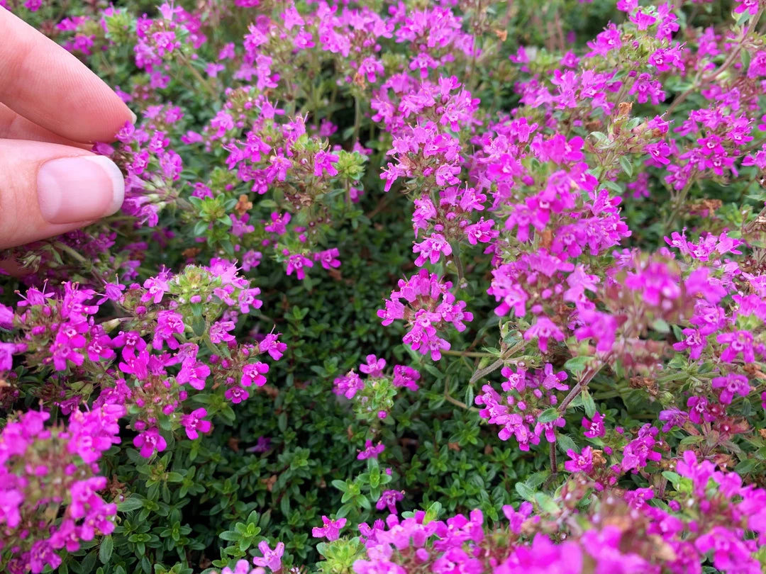 Shrubs Full Sun Creeping Thyme -Thymus Praecox 4 Shrubs Full Sun Creeping Thyme -Thymus Praecox
