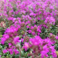 Shrubs Full Sun Creeping Thyme -Thymus Praecox 11 Shrubs Full Sun Creeping Thyme -Thymus Praecox