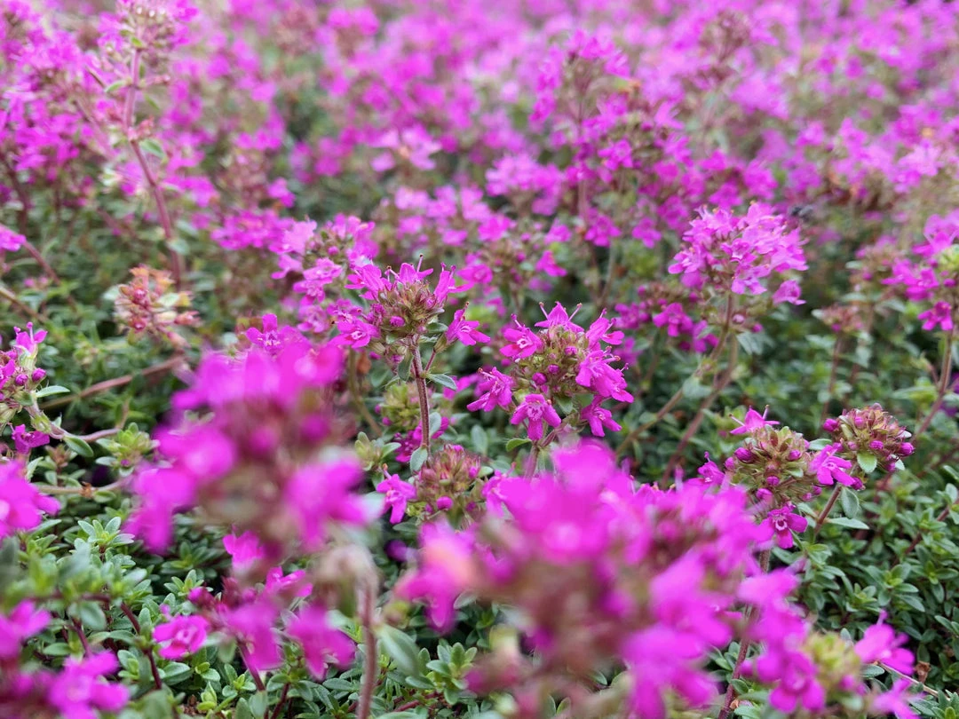 Shrubs Full Sun Creeping Thyme -Thymus Praecox 6 Shrubs Full Sun Creeping Thyme -Thymus Praecox