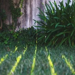 Shrubs Full Sun Hedera Helix "Star" 11 Shrubs Full Sun Hedera Helix