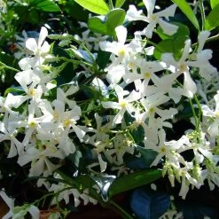 Hedge Star Jasmine Hedging Or Ground Cover Pack Hedging Plants