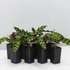 Indoor Garden Pet-friendly Indoor Plants Calathea Insignis Rattle Snake Box