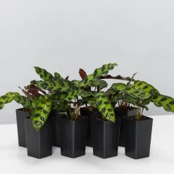 Indoor Garden Pet-friendly Indoor Plants Calathea Insignis Rattle Snake Box