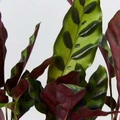 Indoor Garden Pet-friendly Indoor Plants Calathea Insignis Rattle Snake Box 12 Indoor Garden Pet-friendly Indoor Plants Calathea Insignis Rattle Snake Box