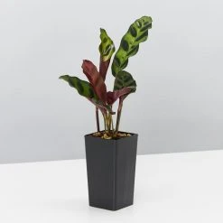 Indoor Garden Pet-friendly Indoor Plants Calathea Insignis Rattle Snake Box 11 Indoor Garden Pet-friendly Indoor Plants Calathea Insignis Rattle Snake Box
