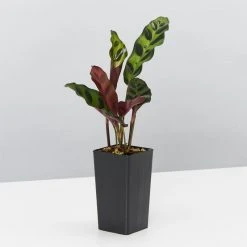 Indoor Garden Calathea And Ctenanthe Houseplant Pack