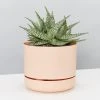 Succulents Aloe White Beauty - Pot + Plant Full Sun