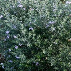 Hedge Westringia Fruticosa Jervis Gem