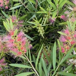 Shrubs Callistemon Citrinus Pink Champagne