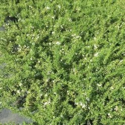 Shrubs Ground Covers Myoporum Parvifolium Fine Leaf