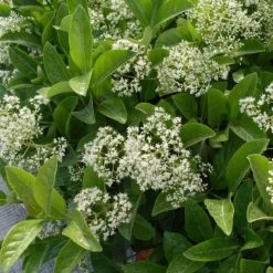 Hedge Viburnum Odoratissimum 'Sweet Viburnum' Screening Plant Pack Hedging Plants
