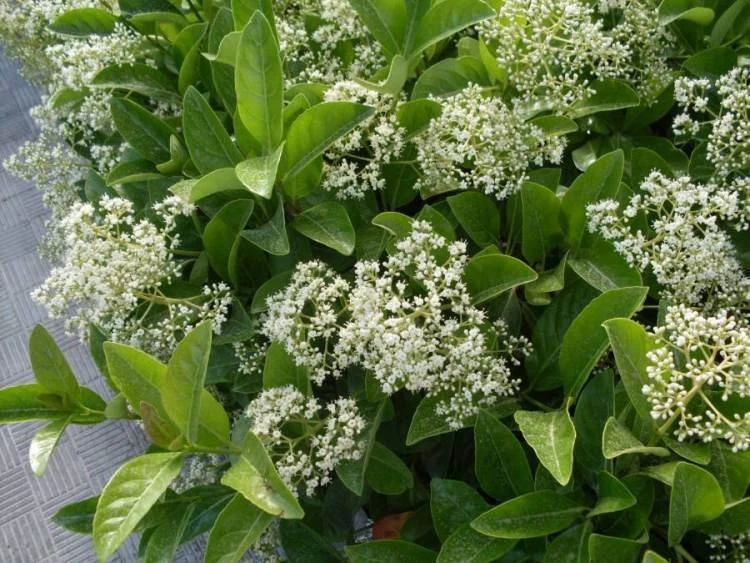 Hedge Viburnum Odoratissimum 'Sweet Viburnum' Screening Plant Pack Hedging Plants 4 Hedge Viburnum Odoratissimum 'Sweet Viburnum' Screening Plant Pack Hedging Plants